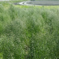 Click for 2 image(s) for this accession. Image