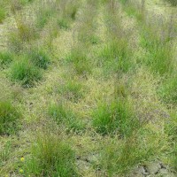 Click for 4 image(s) for this accession. Image