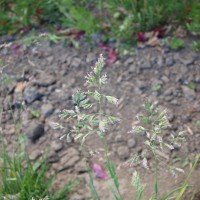 Click for 3 image(s) for this accession. Image