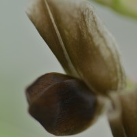 Click for 3 image(s) for this accession. Image