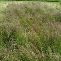 Click for 2 image(s) for this accession. Image