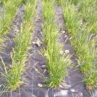 Click for 2 image(s) for this accession. Image