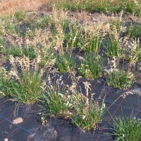 Click for 3 image(s) for this accession. Image