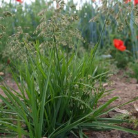 Click for 6 image(s) for this accession. Image