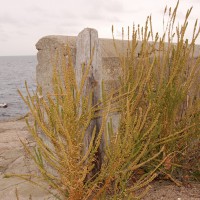 Click for 1 image(s) for this accession. Image