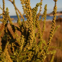 Click for 1 image(s) for this accession. Image
