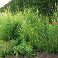 Click for 4 image(s) for this accession. Image