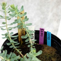 Click for 3 image(s) for this accession. Image