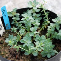 Click for 2 image(s) for this accession. Image