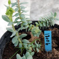 Click for 2 image(s) for this accession. Image