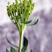 Click for 3 image(s) for this accession. Image