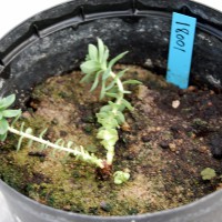 Click for 2 image(s) for this accession. Image