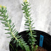 Click for 3 image(s) for this accession. Image