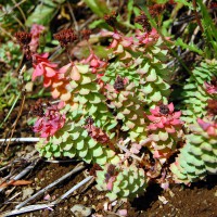 Click for 1 image(s) for this accession. Image