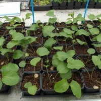 Click for 1 image(s) for this accession. Image