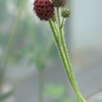 Click for 1 image(s) for this accession. Image