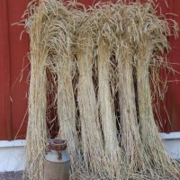 Click for 4 image(s) for this accession. Image