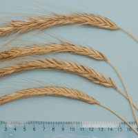 Click for 1 image(s) for this accession. Image