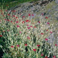 Click for 3 image(s) for this accession. Image