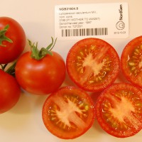 Click for 1 image(s) for this accession. Image