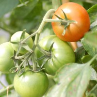 Click for 1 image(s) for this accession. Image