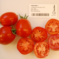 Click for 1 image(s) for this accession. Image