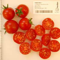 Click for 1 image(s) for this accession. Image