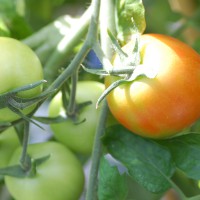 Click for 1 image(s) for this accession. Image