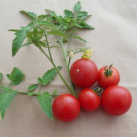 Click for 1 image(s) for this accession. Image