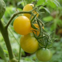 Click for 1 image(s) for this accession. Image