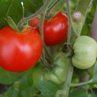 Click for 1 image(s) for this accession. Image