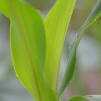 Click for 1 image(s) for this accession. Image
