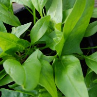 Click for 1 image(s) for this accession. Image