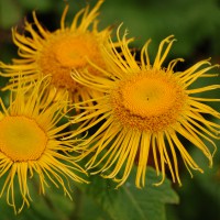 Click for 1 image(s) for this accession. Image