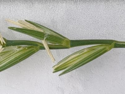 column Spikelet