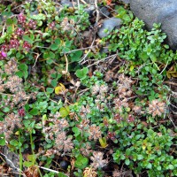 Click for 1 image(s) for this accession. Image