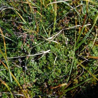 Click for 1 image(s) for this accession. Image