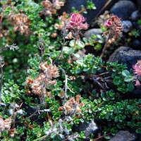 Click for 1 image(s) for this accession. Image