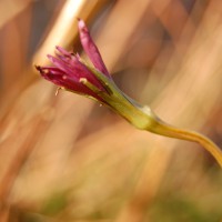 Click for 2 image(s) for this accession. Image