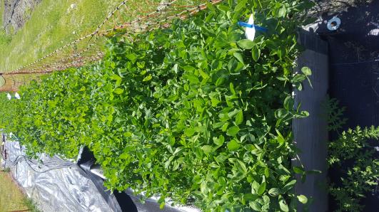 Click for 5 image(s) for this accession.