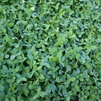 Click for 5 image(s) for this accession. Image