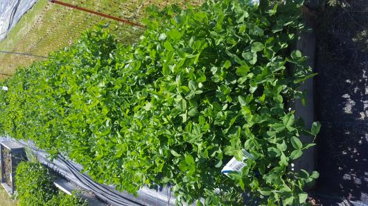 Click for 5 image(s) for this accession.