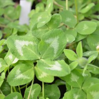 Click for 6 image(s) for this accession. Image