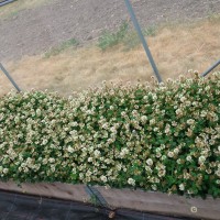 Click for 3 image(s) for this accession. Image