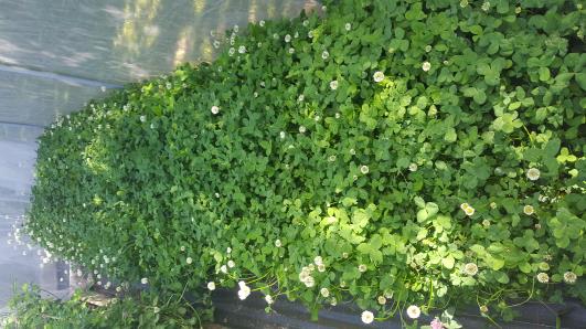 Click for 2 image(s) for this accession.