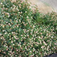 Click for 4 image(s) for this accession. Image