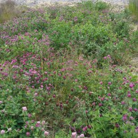 Click for 2 image(s) for this accession. Image