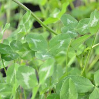 Click for 5 image(s) for this accession. Image