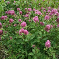 Click for 2 image(s) for this accession. Image