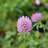 Click for 5 image(s) for this accession. Image